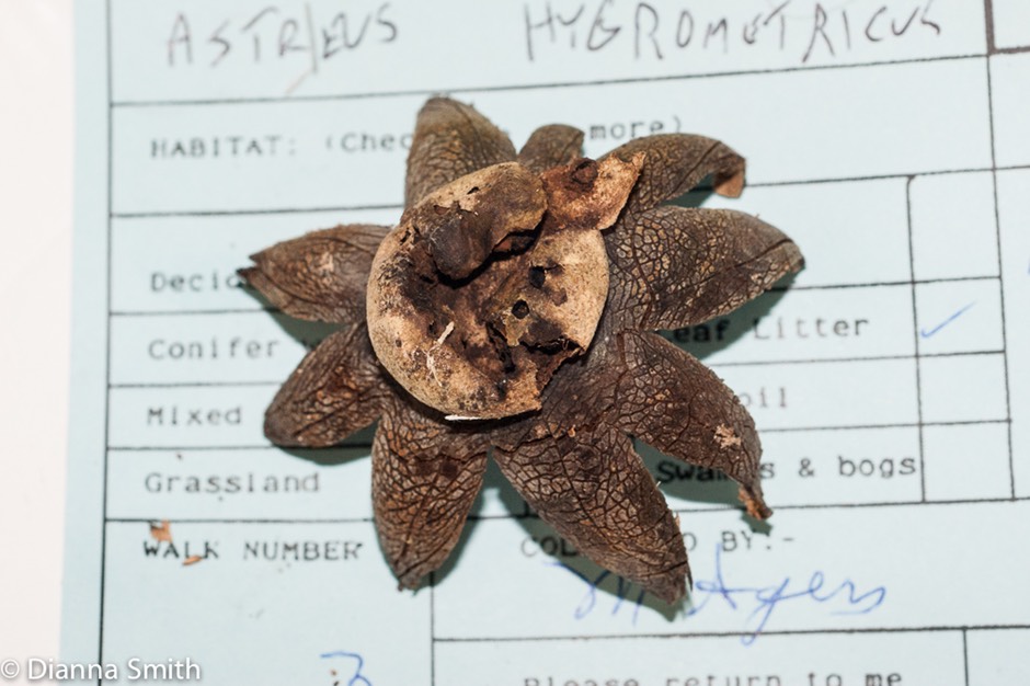 Astraeus hygrometricus01277