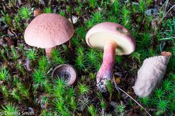 Baorangia bicolor (Boletus bicolor) 03561