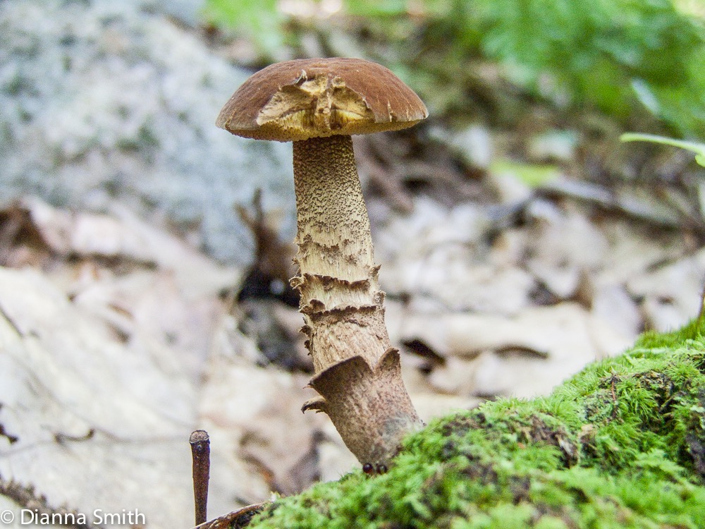 Boletellus chrysenteroides2857