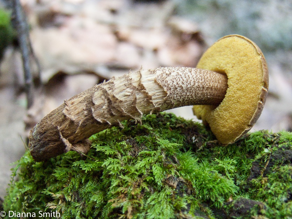 Boletellus chrysenteroides2858