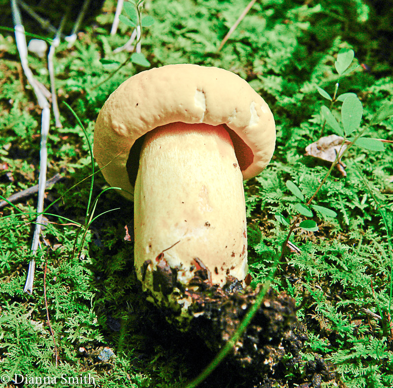 Boletus auripes var. aureissimus7872