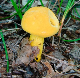 Boletus auripes var. aurrissimus7964