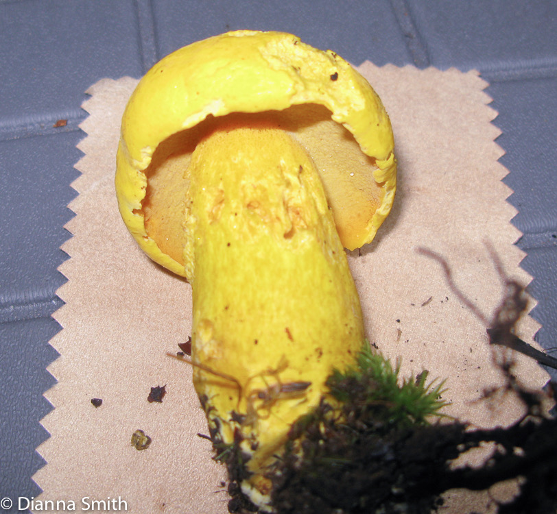 Boletus aureissimus (Boletus auripes var. aureissimus)1176