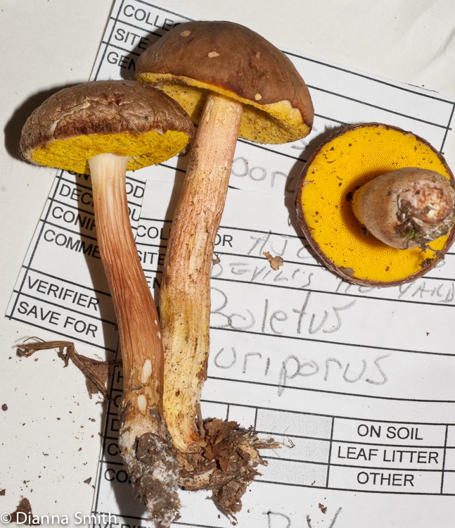 Aureoboletus auriporus (Boletus auriporus)03081