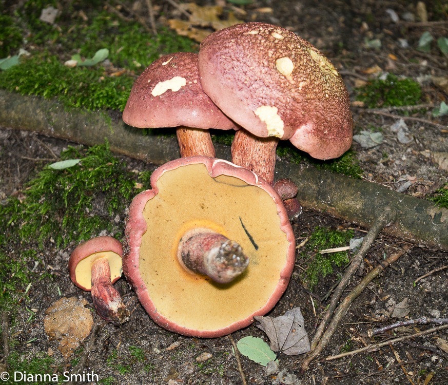 Baorangia bicolor (Boletus bicolor)1000682