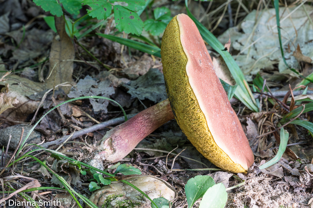 Boletus bicoloroides (Baorangia bicolor lookalike) 03392