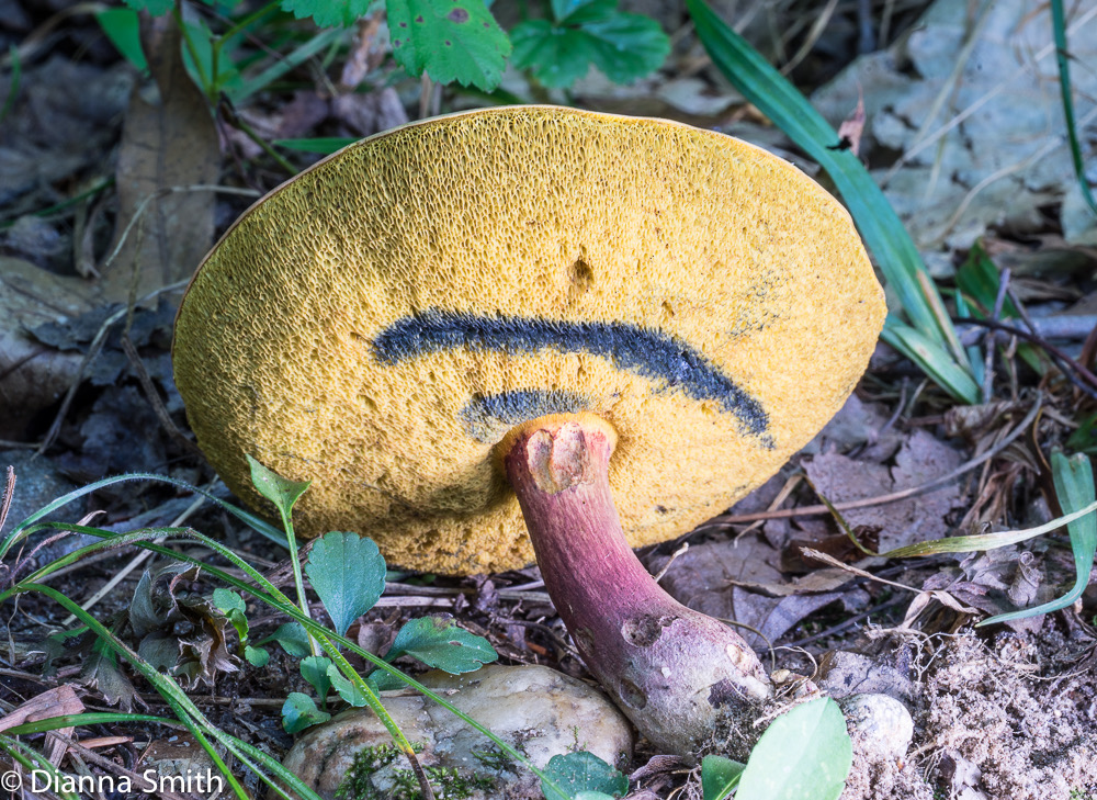 Boletus bicoloroides (Boletus bicolor lookalike) 03391