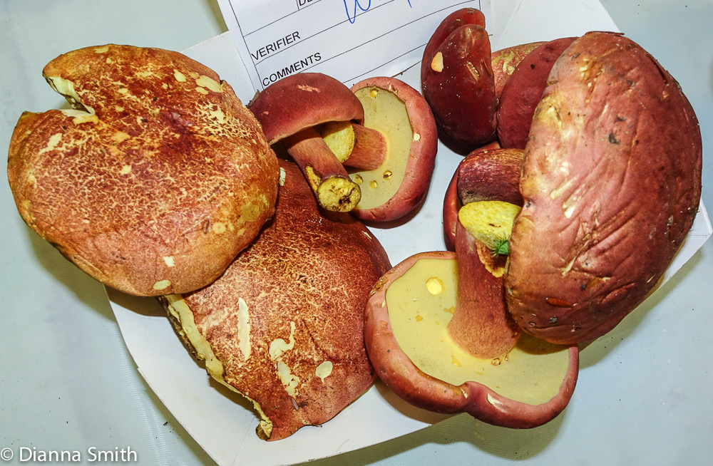 Boletus bicoloroides02914