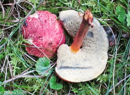 Boletus campestris_1886