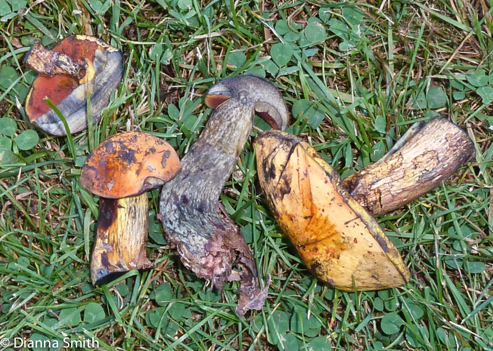 Boletus discolor1010066