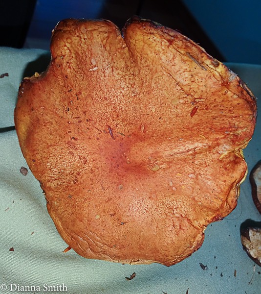 Boletus edulis group 08355