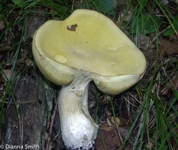 Boletus gertrudiae2546