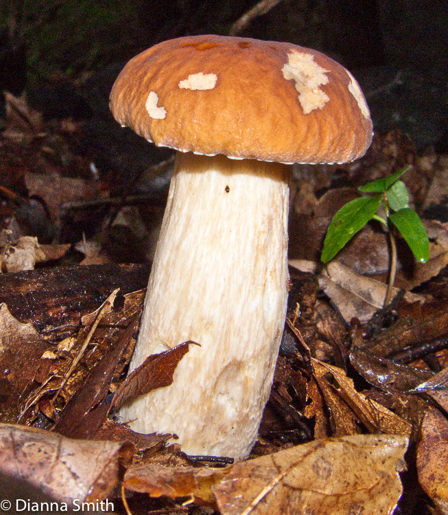 Boletus hortonii3085