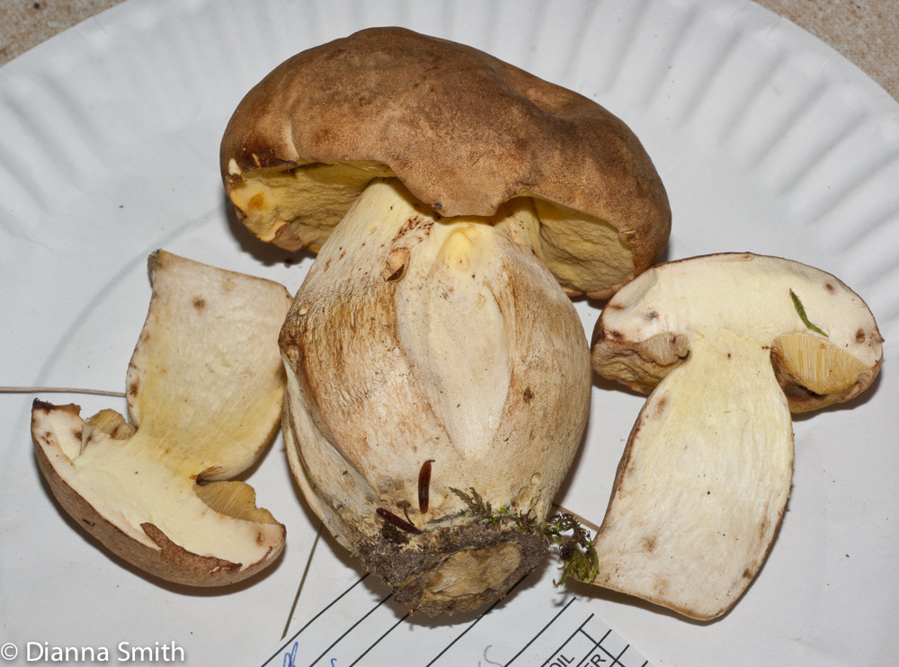 Boletus huronensis03289