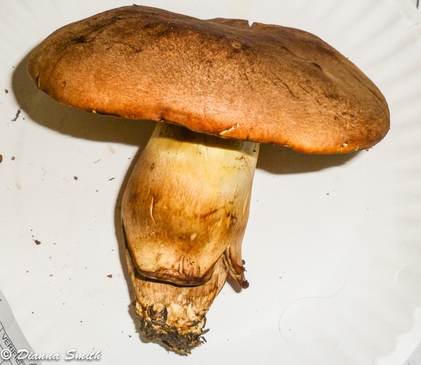 Boletus huronensis1020834