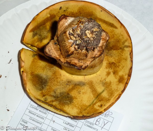 Boletus huronensis1020835