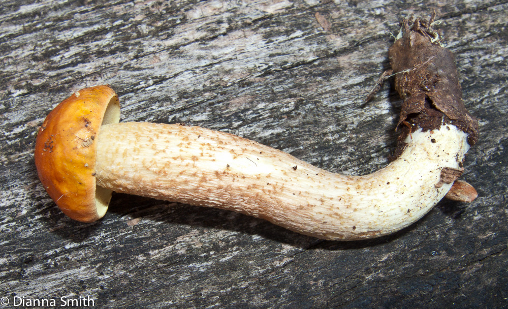 Boletus longicurvipes ?9719