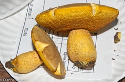 Boletus morrowissi02971
