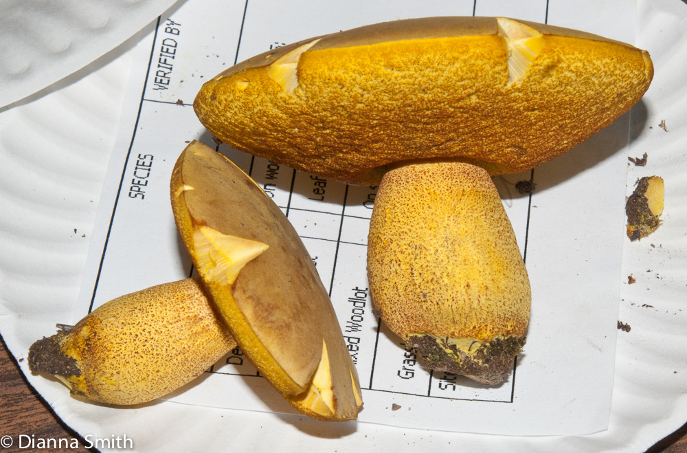 Boletus morrowissi02971