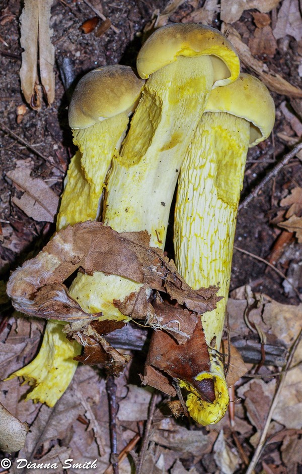 Boletus ornatipes00343