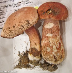 Boletus pinophilus_2164
