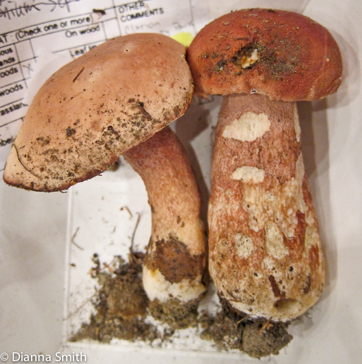 Boletus pinophilus_2164