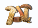 Boletus pseudo-sensibilis 3189