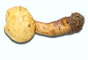 Boletus pseudosulphureus 3183
