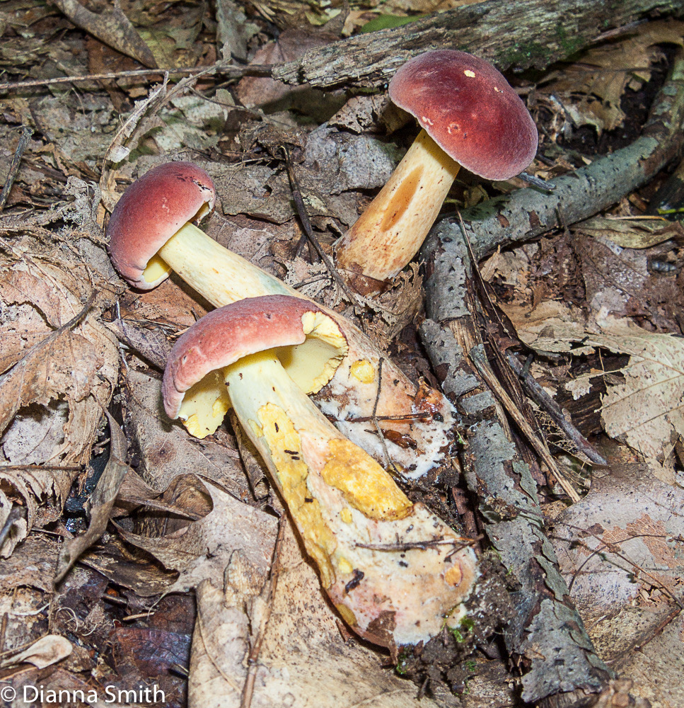 Boletus roseopurpureus 3217