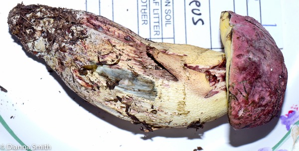 Boletus roseopurpureus1020196
