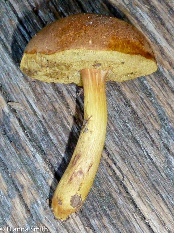 Boletus roxannae1010049