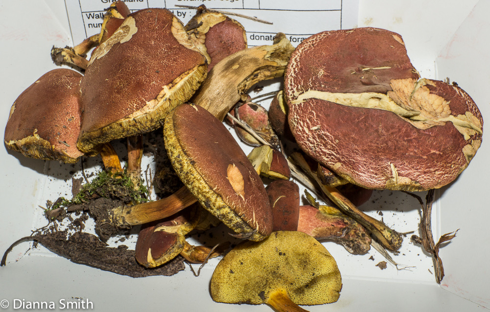 Boletus rubellus01432