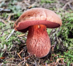 Boletus rubroflammeus 4914