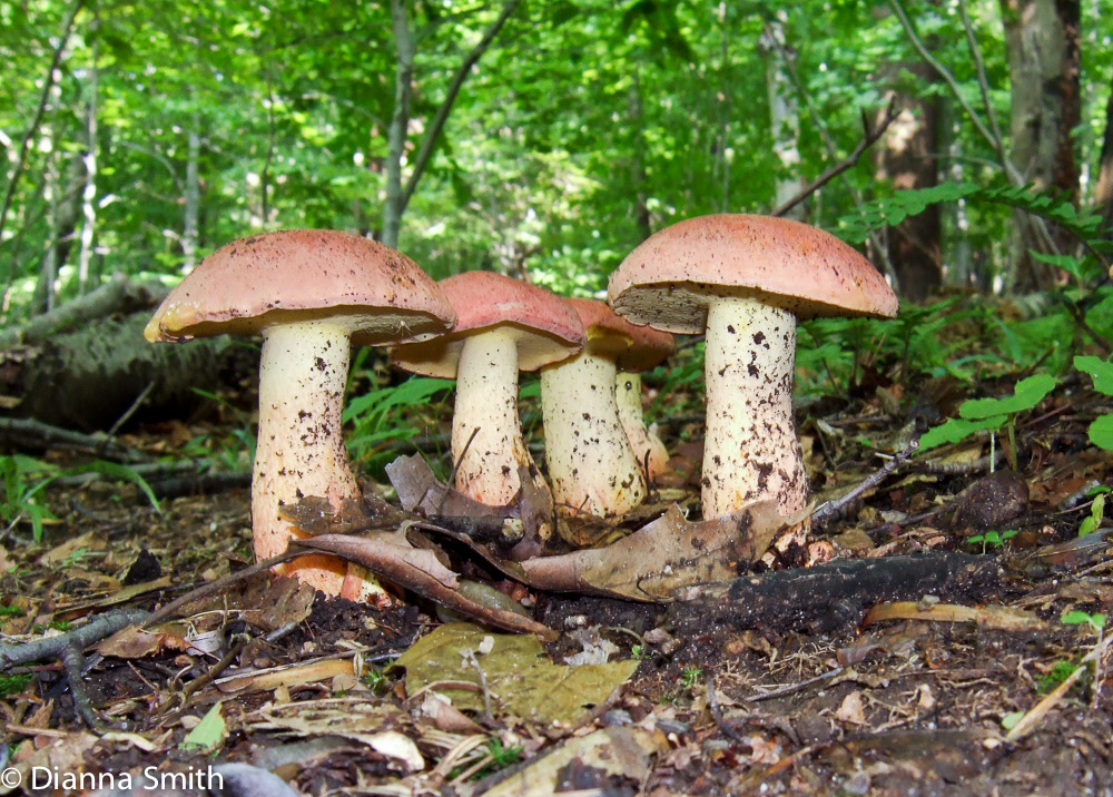 Boletus sensibilis2019