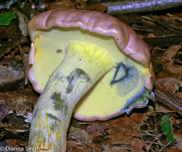 Boletus sensibilis2127