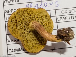 Boletus spadaceus02686