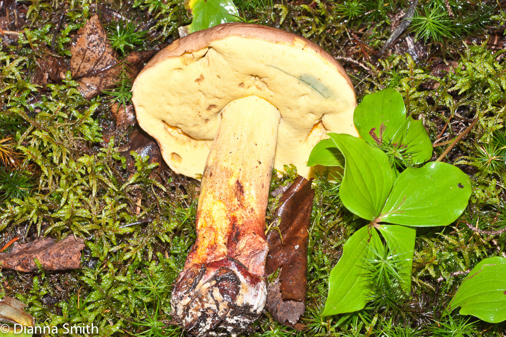 Boletus speciosus02251