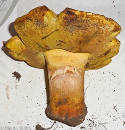 Boletus speciosus1020836