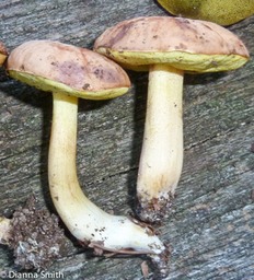Boletus subglabripes1010043