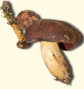 Boletus subluridellus 3264