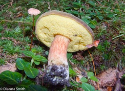 Boletus subtomentosus3009