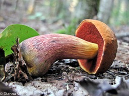 Boletus subvelutipes6605