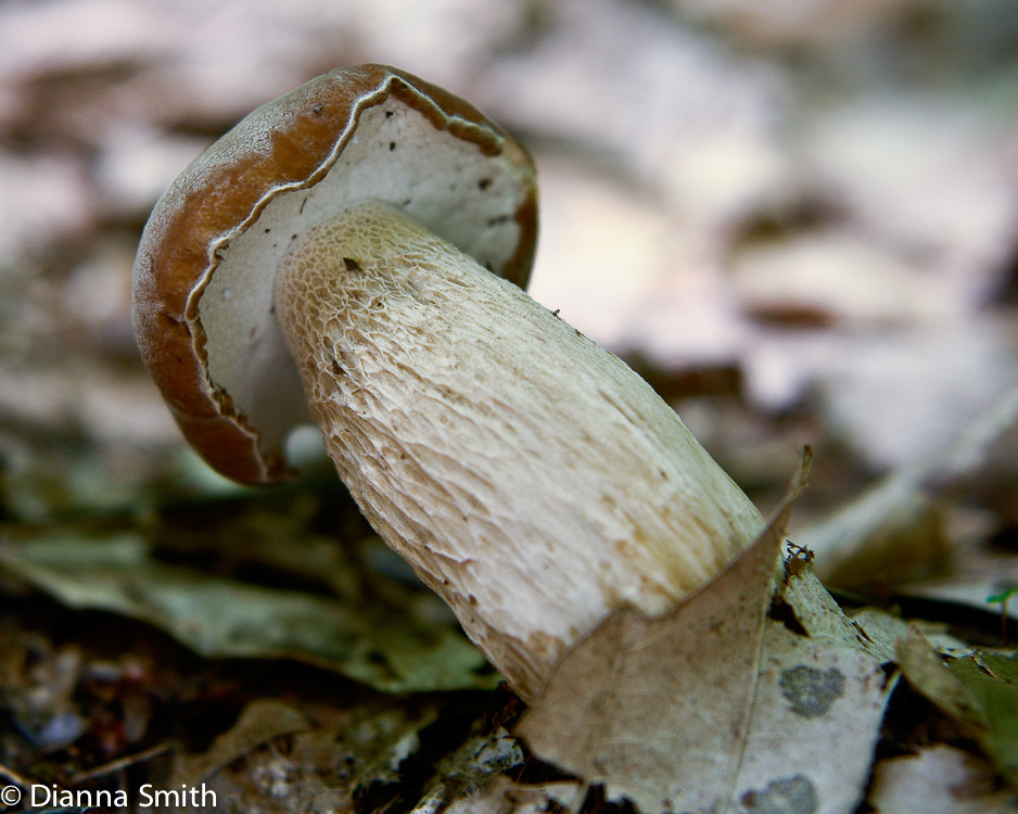 Boletus variipes7851