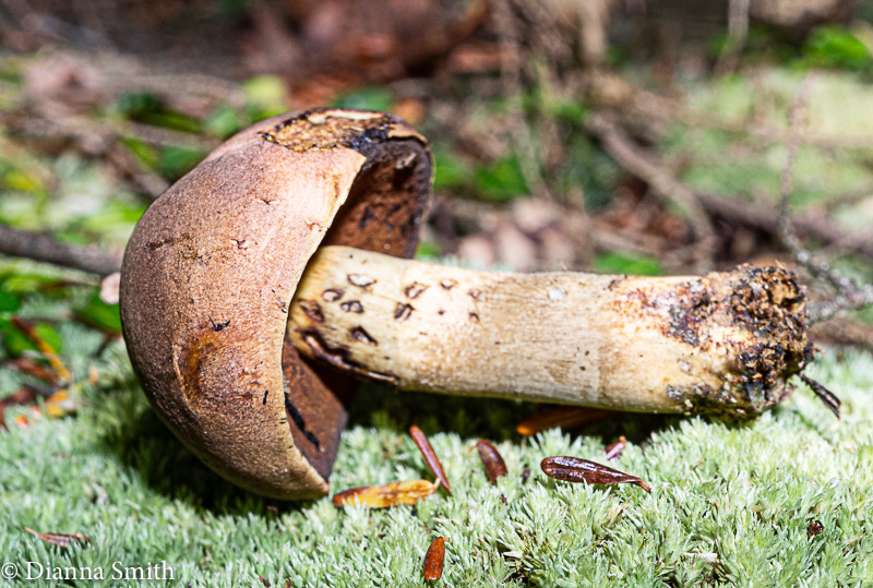 Boletus vermiculosus 06937