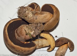 Boletus vermiculosus03075