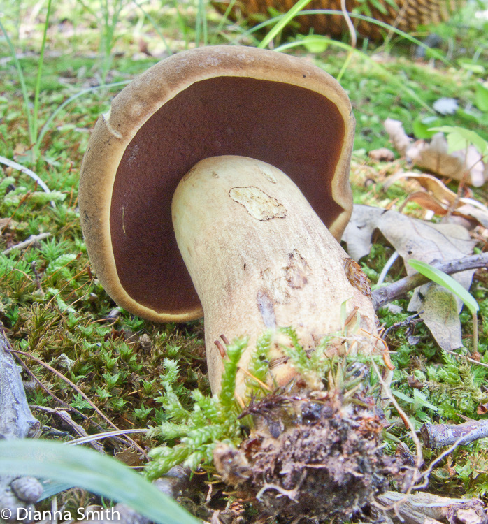 Boletus vermiculosus2746