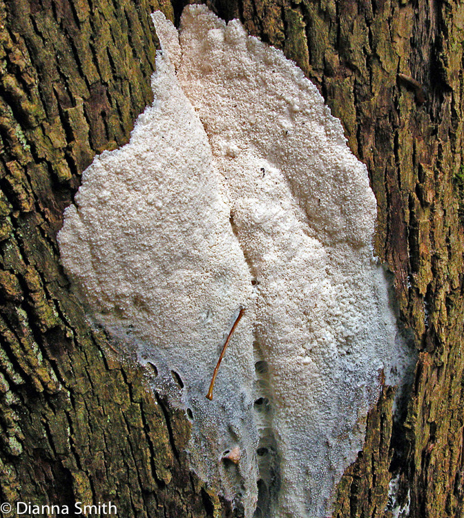 Brefeldia maxima8525