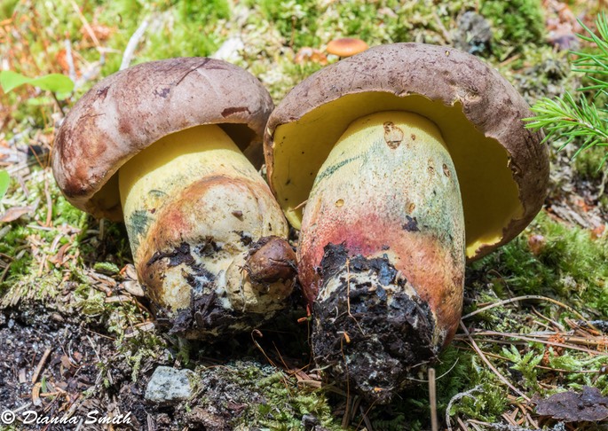 Butyriboletus speciosus var.  brunneus  02981