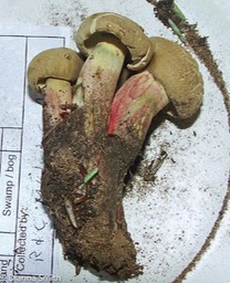 Caloboletus inedulis (Boletus inedulis) 6877