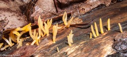 Calocera cornea3060